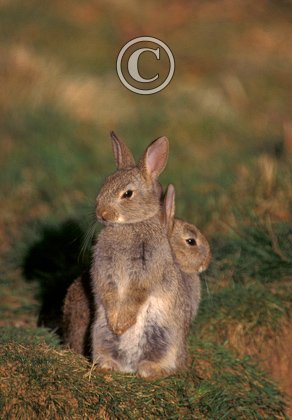 Young Rabbits 1 DMO242